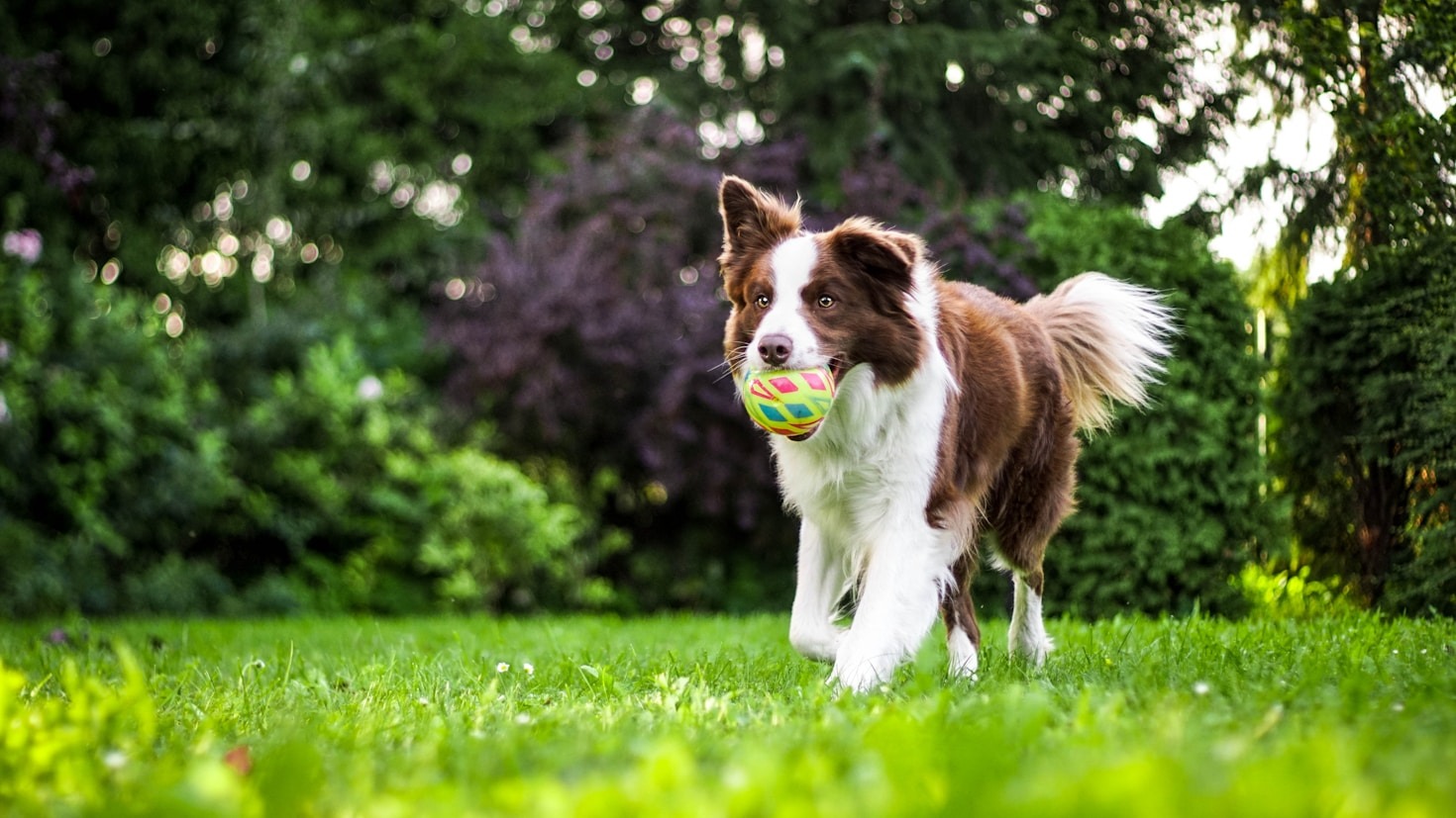 Dealing With Common Behavioral Issues in Dogs